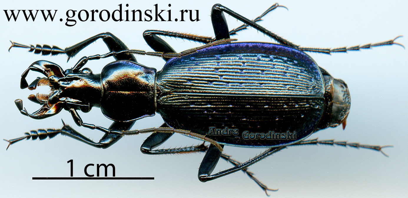 http://www.gorodinski.ru/carabus/Tribax agnatus jermolowi.jpg